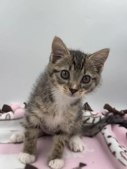 A young small-sized female Domestic Short Hair cat named Josephine for adoption in Lawrenceville, GA
