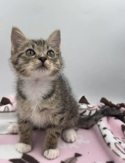 Josephine thumbnail 3