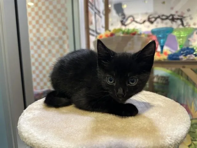 A baby small-sized male Domestic Short Hair cat named Nico for adoption in Santa Clara, CA