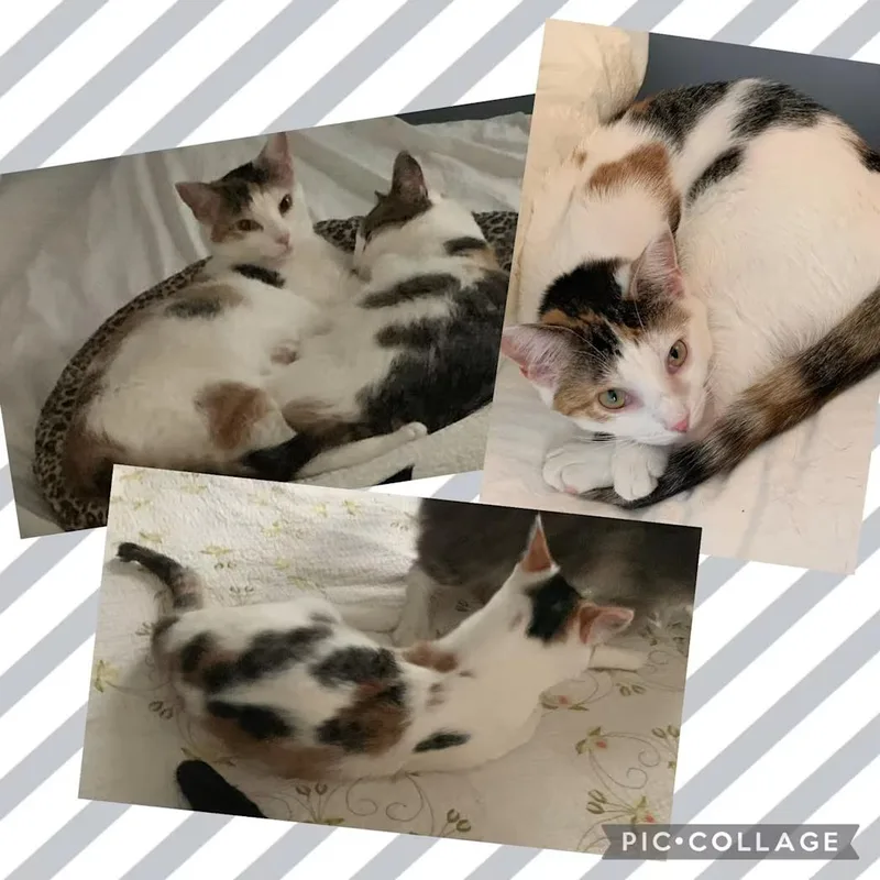 An adult medium-sized female Calico Domestic Short Hair cat named Jocelyn for adoption in Toms River, NJ