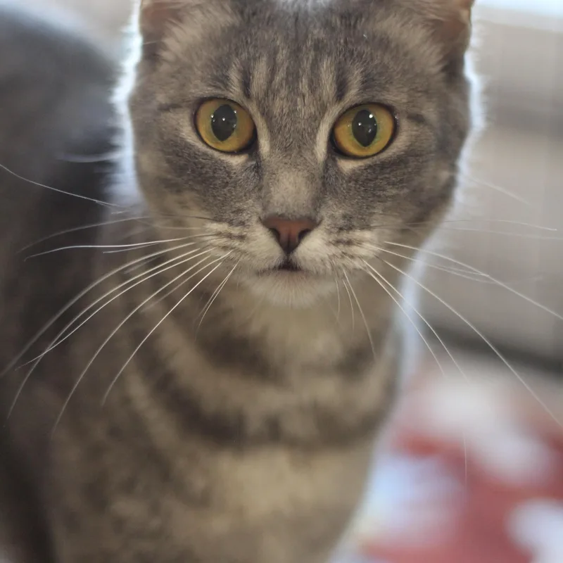 An adult medium-sized female Gray / Blue / Silver Domestic Short Hair cat named Hazel for adoption in Ottumwa, IA