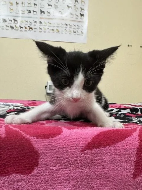A baby small-sized female Domestic Medium Hair cat named A for adoption in Fremont, CA