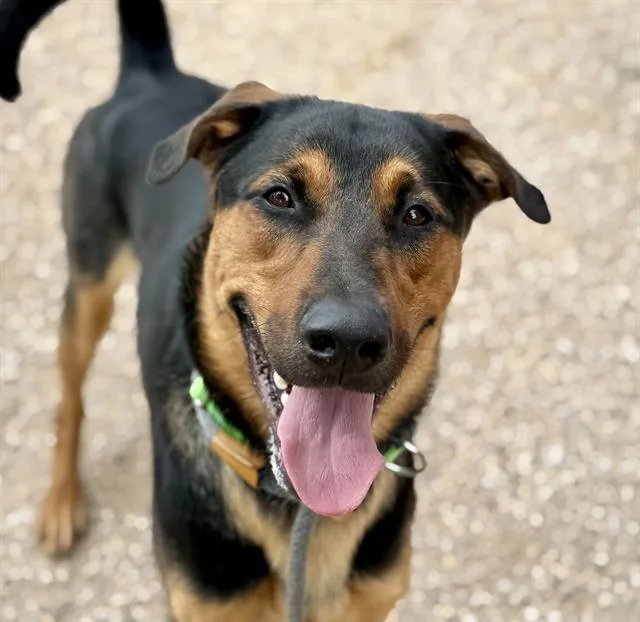 A young large-sized male German Shepherd Dog dog named Bennett for adoption in Tucson, AZ