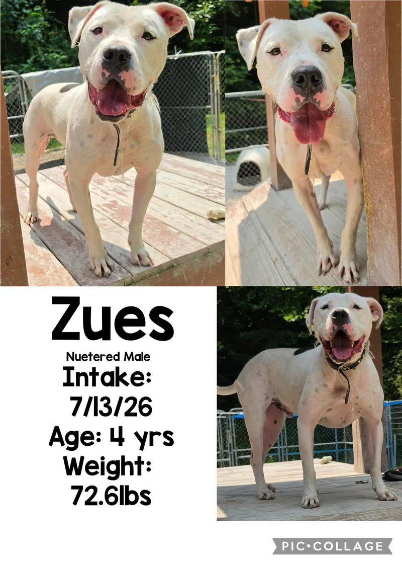 An adult large-sized male White / Cream American Bulldog dog named Zues for adoption in Staffordsville, KY