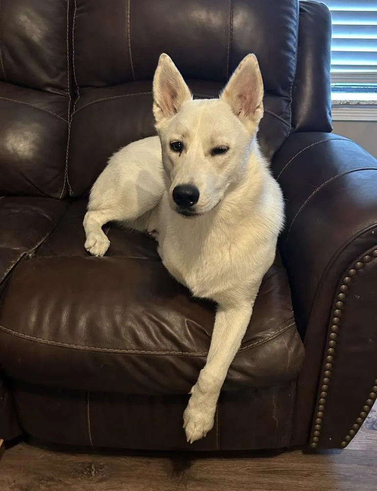 An adult large-sized female Siberian Husky dog named Aspen for adoption in Boston, MA