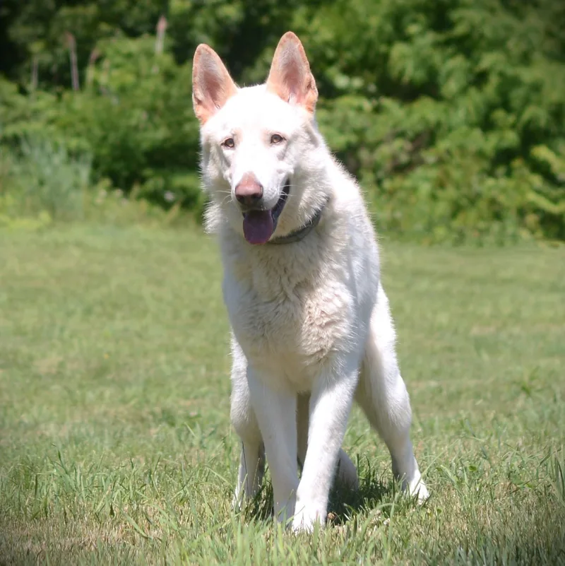 An adult large-sized male White / Cream German Shepherd Dog dog named Rocky for adoption in Amsterdam, NY