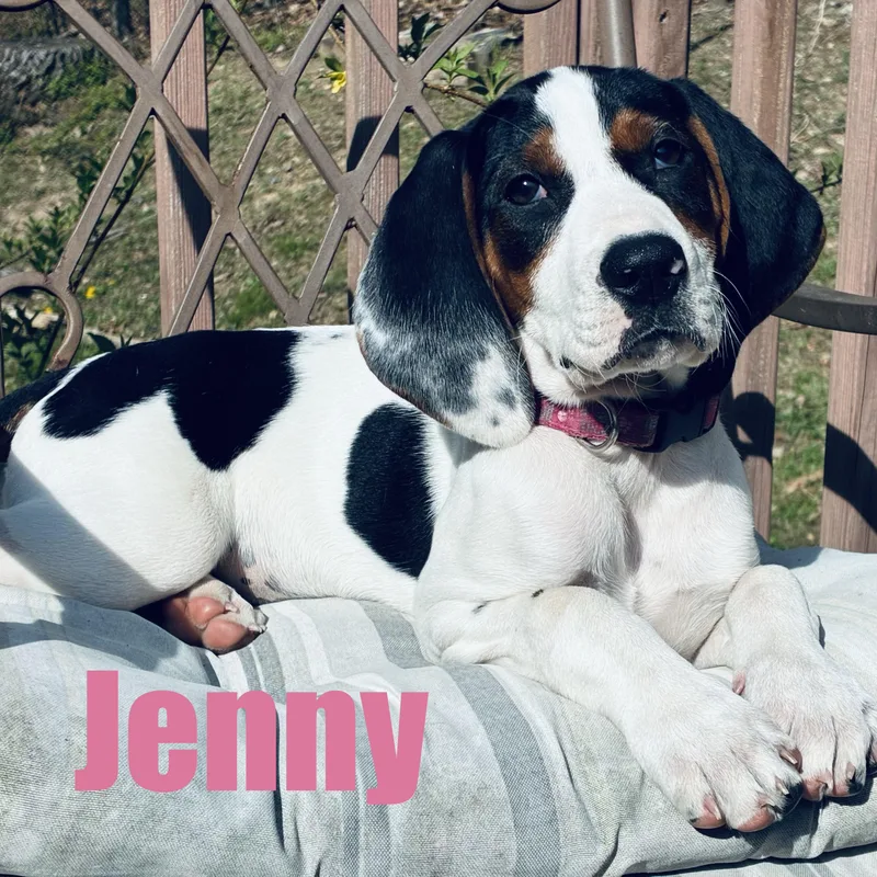 A baby large-sized female Hound dog named Jenny for adoption in Ellicott City, MD