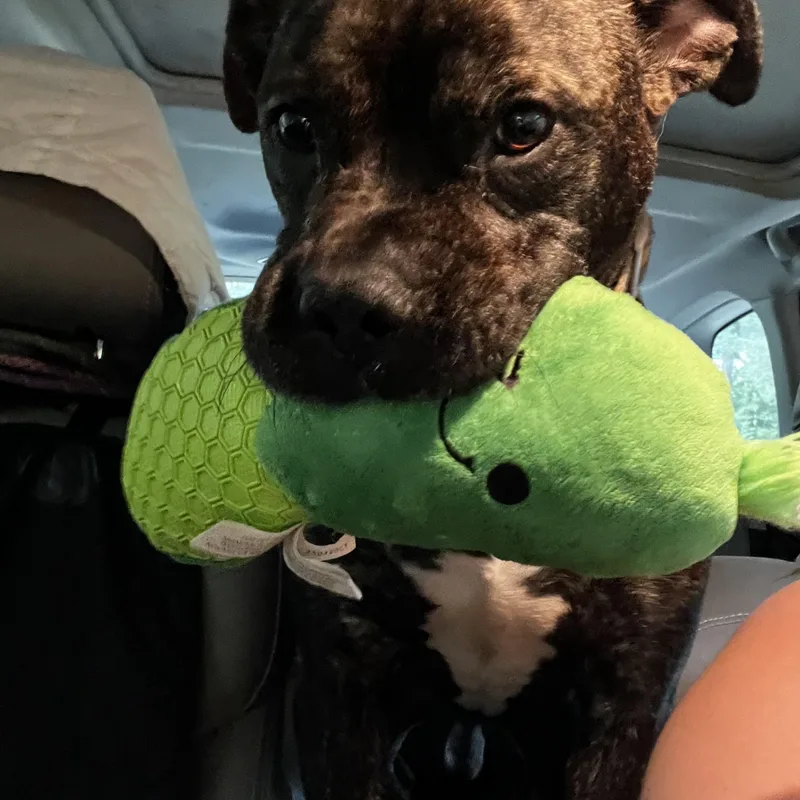A young medium-sized male American Bulldog dog named Pig for adoption in Birmingham, AL