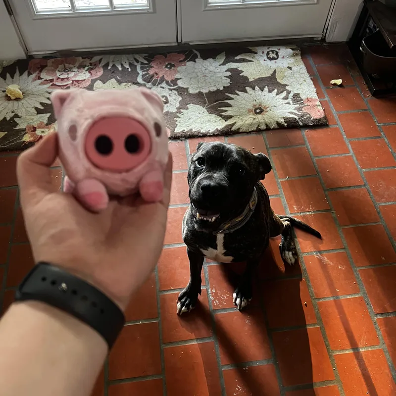Pig thumbnail 3