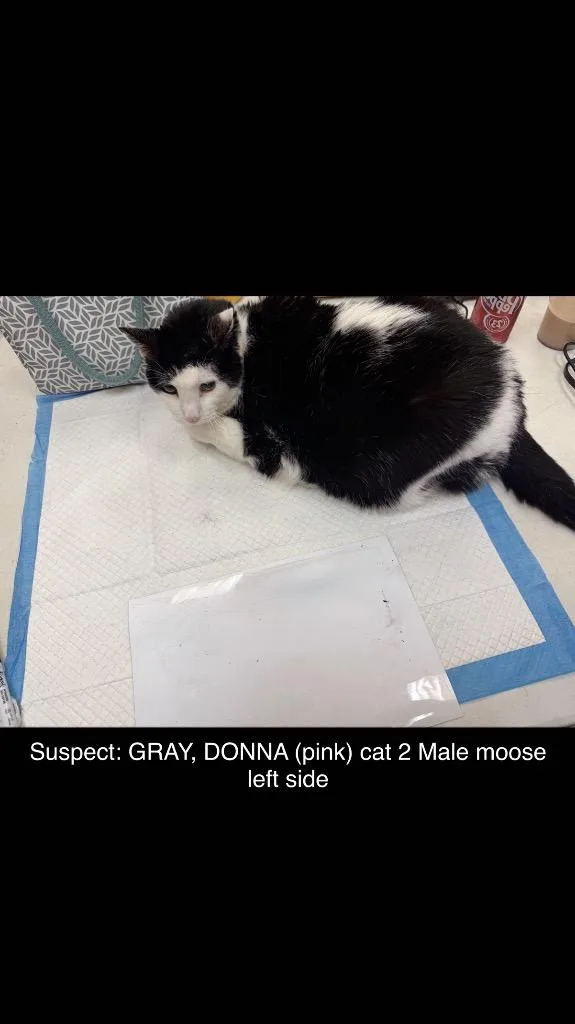 An adult medium-sized male Domestic Short Hair cat named Moose for adoption in Wintersville, OH
