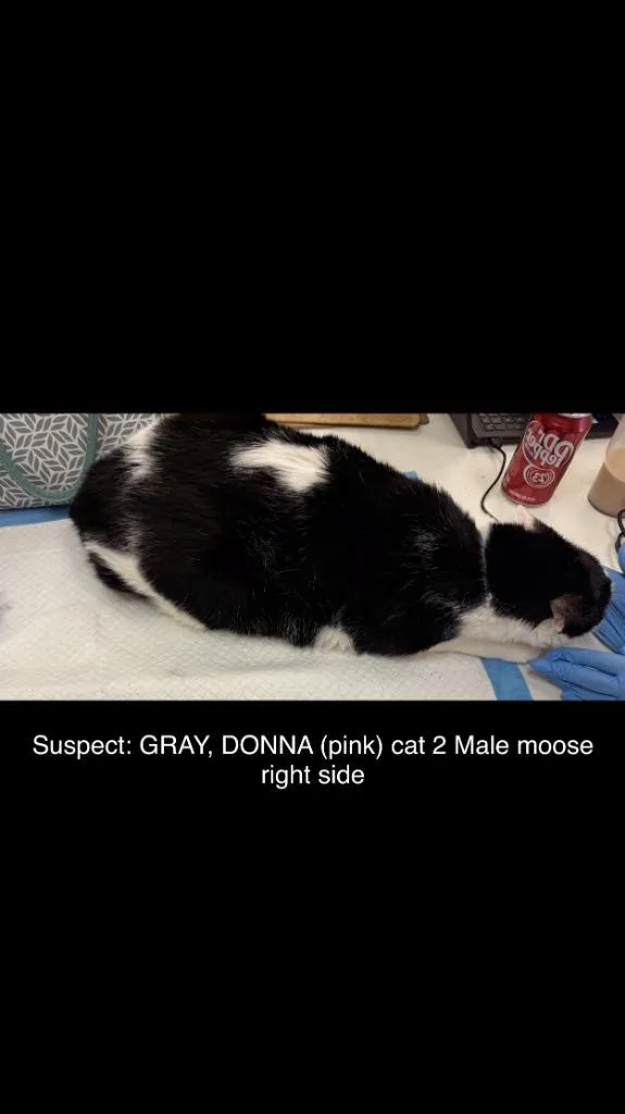 Moose thumbnail 3