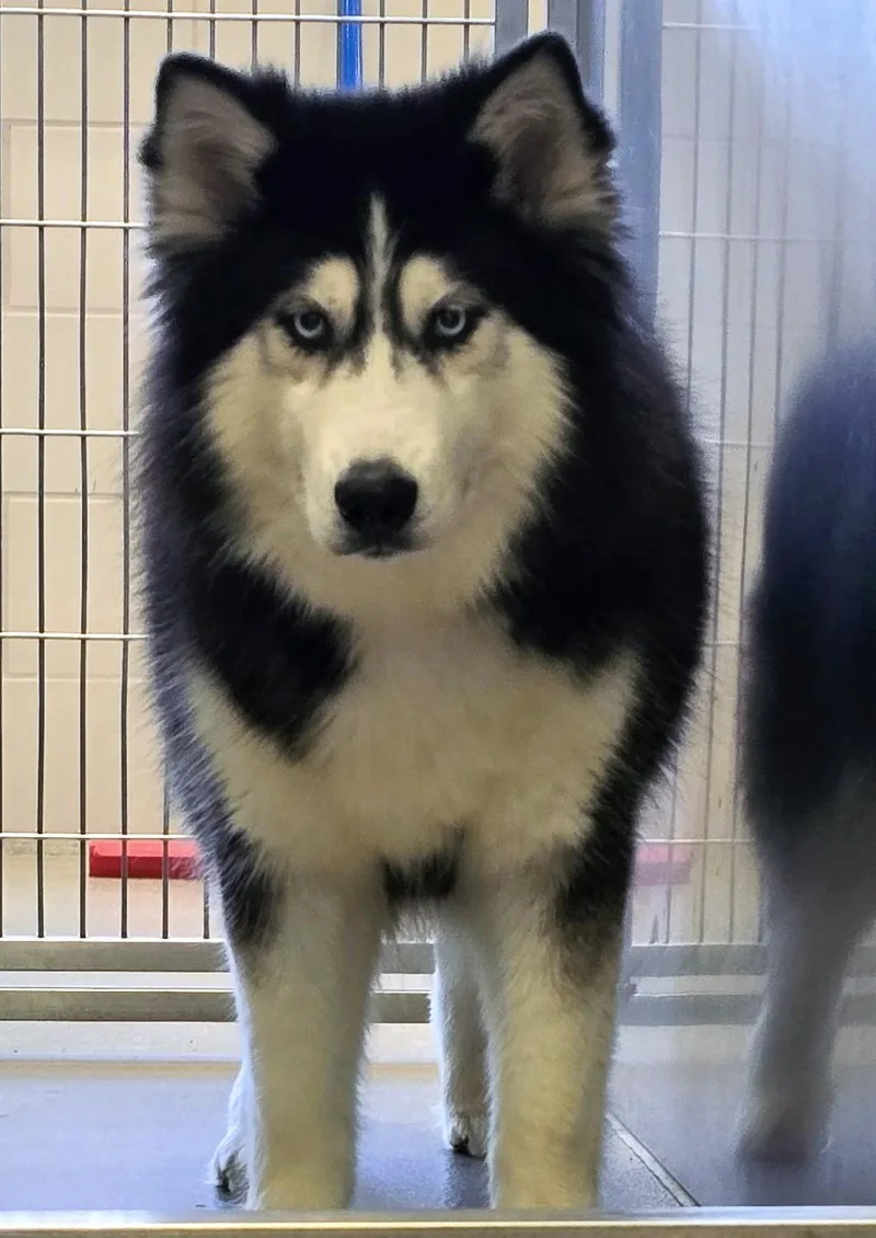 An adult large-sized female White / Cream Siberian Husky dog named August for adoption in Amityville, NY