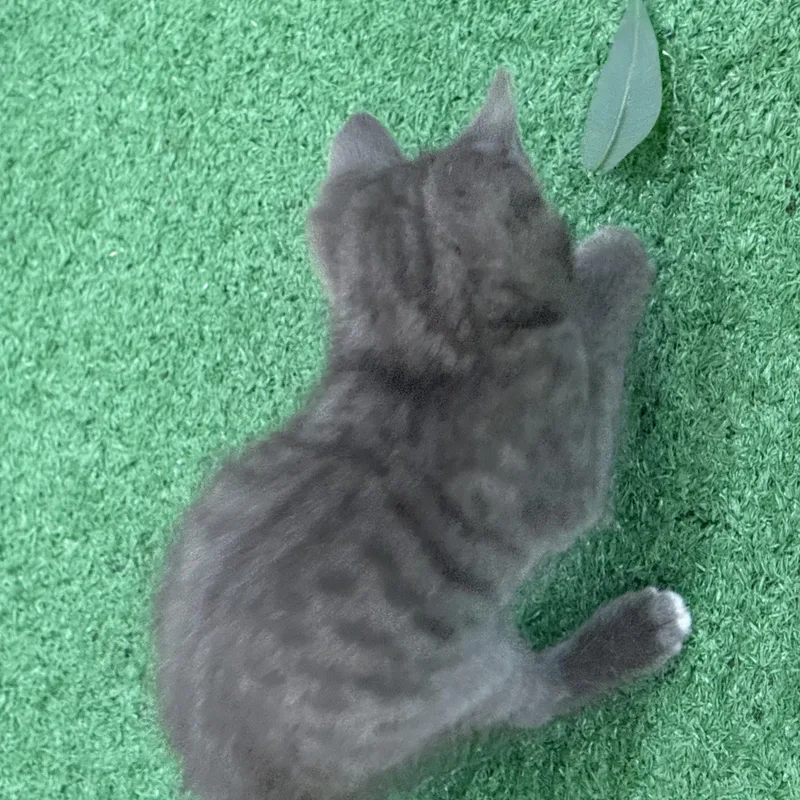 A baby medium-sized male Tabby (Gray / Blue / Silver) Domestic Short Hair cat named Squench for adoption in Lebanon, KY