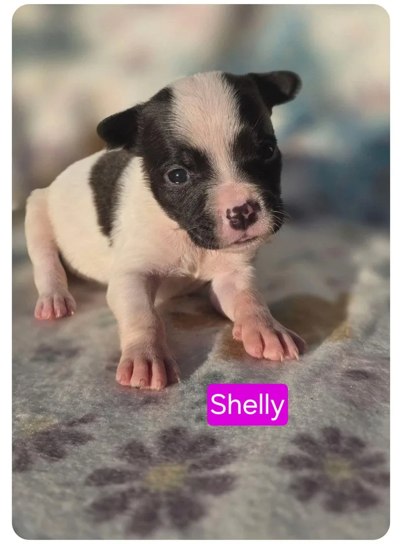 A baby medium-sized female Pit Bull Terrier dog named Shelly for adoption in Elgin, IL