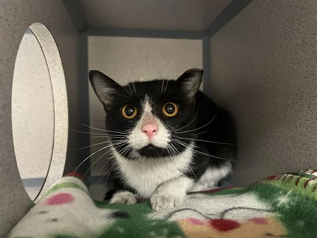 A young small-sized female Domestic Short Hair cat named Ruby for adoption in Aliquippa, PA