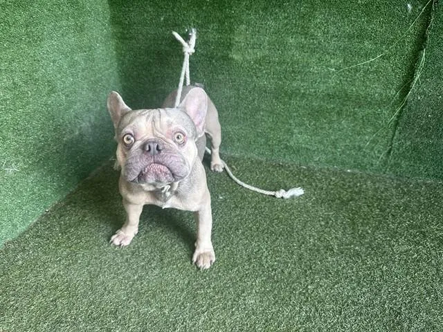 A young medium-sized male French Bulldog dog named Eveleen for adoption in Lancaster, CA