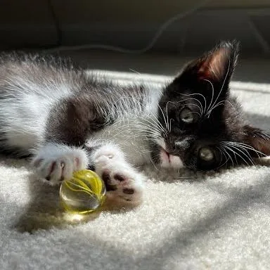 A baby small-sized female Black Domestic Short Hair cat named Bagel for adoption in Charlottesville, VA