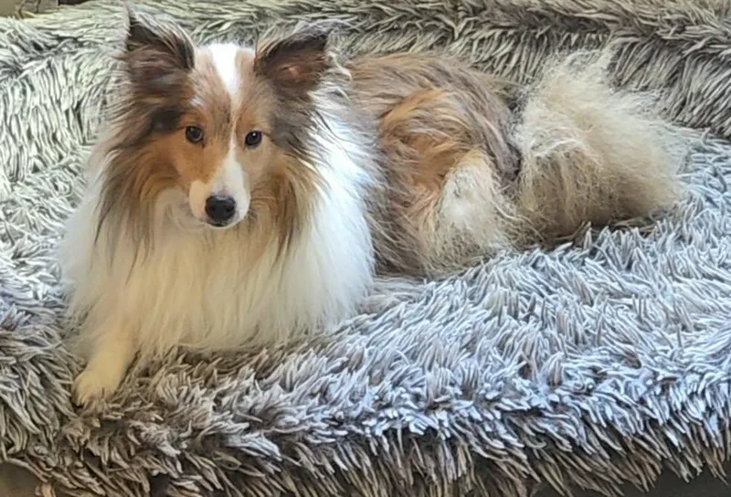 An adult small-sized male Sable Shetland Sheepdog / Sheltie dog named Rocky for adoption in Abingdon, MD