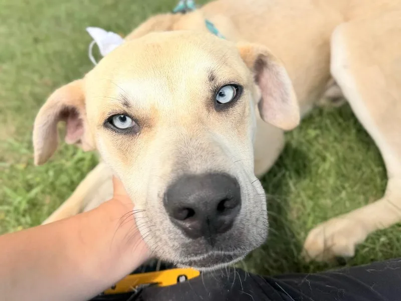 A young large-sized male Mixed Breed dog named Hunter for adoption in Menomonie, WI