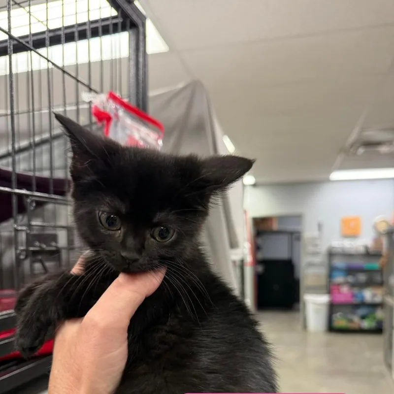 A baby small-sized female Black Domestic Short Hair cat named Cherry for adoption in Richmond, IN