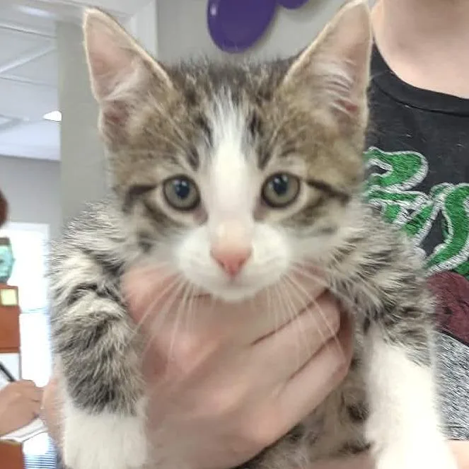 A baby small-sized male Brown / Chocolate Domestic Short Hair cat named Zephyr for adoption in Hannibal, MO