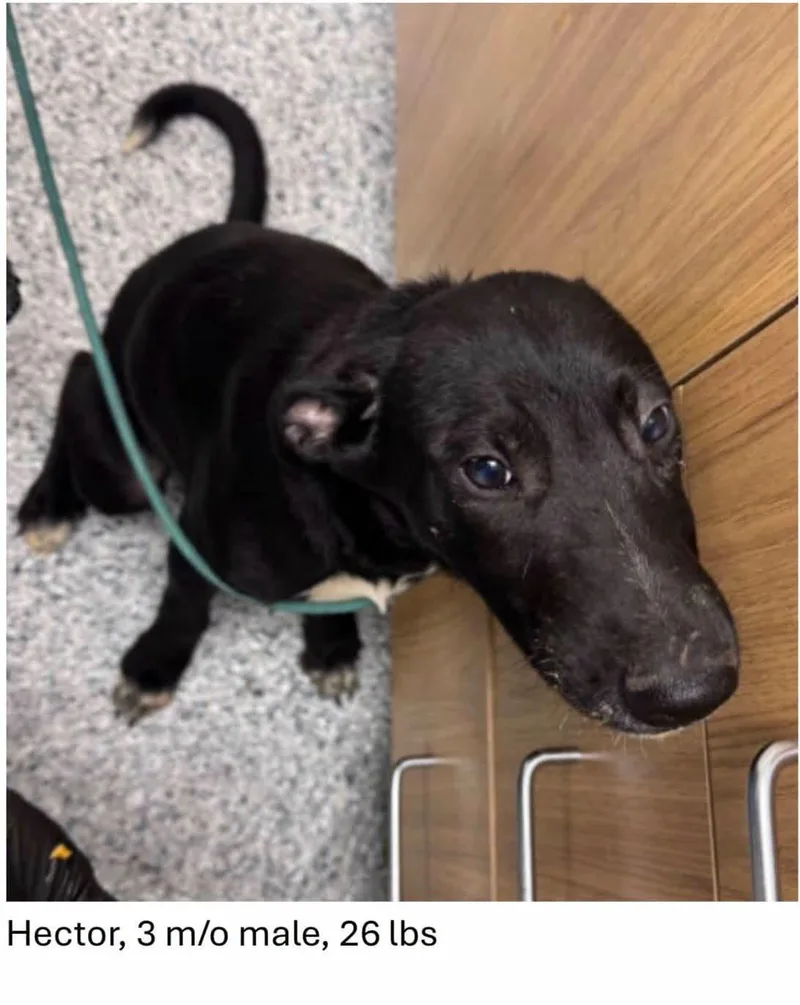 A baby medium-sized male Black Labrador Retriever dog named Hector for adoption in Oswego, IL