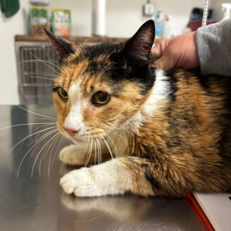 A senior large-sized female Domestic Short Hair cat named Bandit for adoption in Ottawa, KS