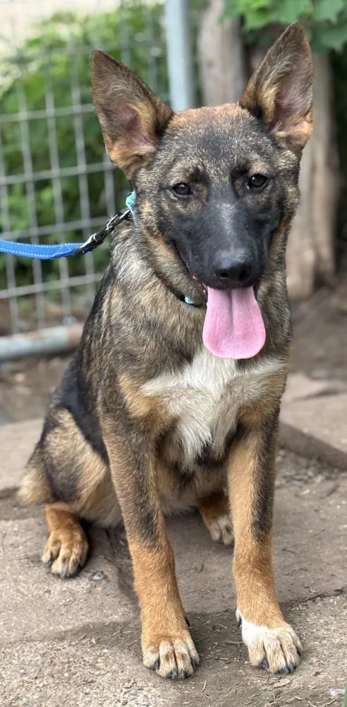 A young large-sized female Tricolor (Brown, Black, & White) Labrador Retriever dog named Revlon for adoption in Brookshire, TX