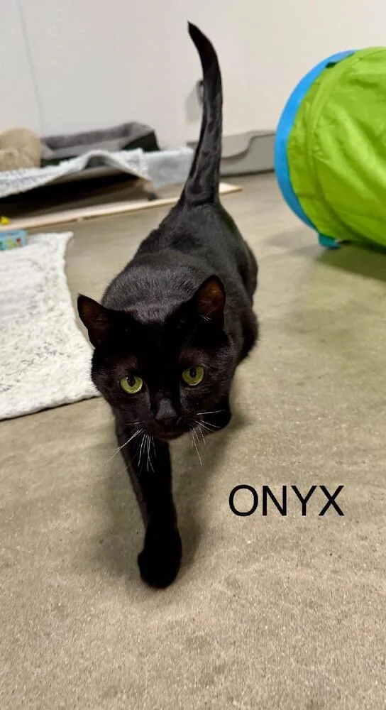 An adult medium-sized male Black Domestic Short Hair cat named Onyx for adoption in Breinigsville, PA