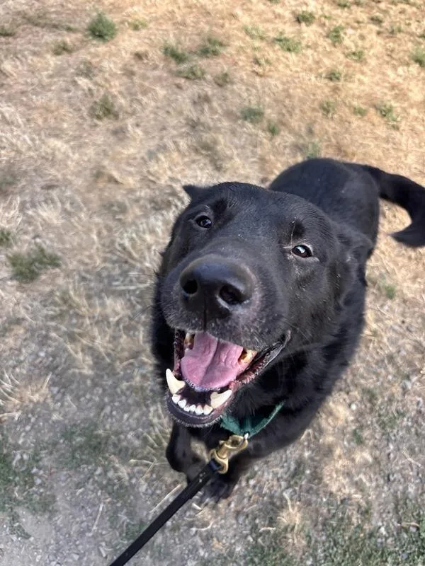 An adult large-sized male German Shepherd Dog dog named Thunder for adoption in Vancouver, WA