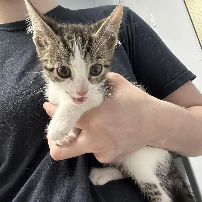 A baby small-sized female Brown / Chocolate Domestic Short Hair cat named Fruity Pebbles for adoption in Indianapolis, IN