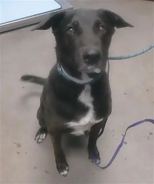An adult large-sized male Labrador Retriever dog named Loki for adoption in Phoenix, AZ