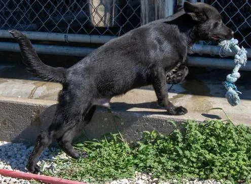 A baby medium-sized male Black German Shepherd Dog dog named Waffles for adoption in Mayetta, KS