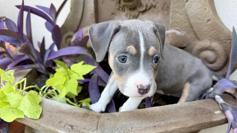 A baby medium-sized female Pit Bull Terrier dog named Willow for adoption in Plano, TX