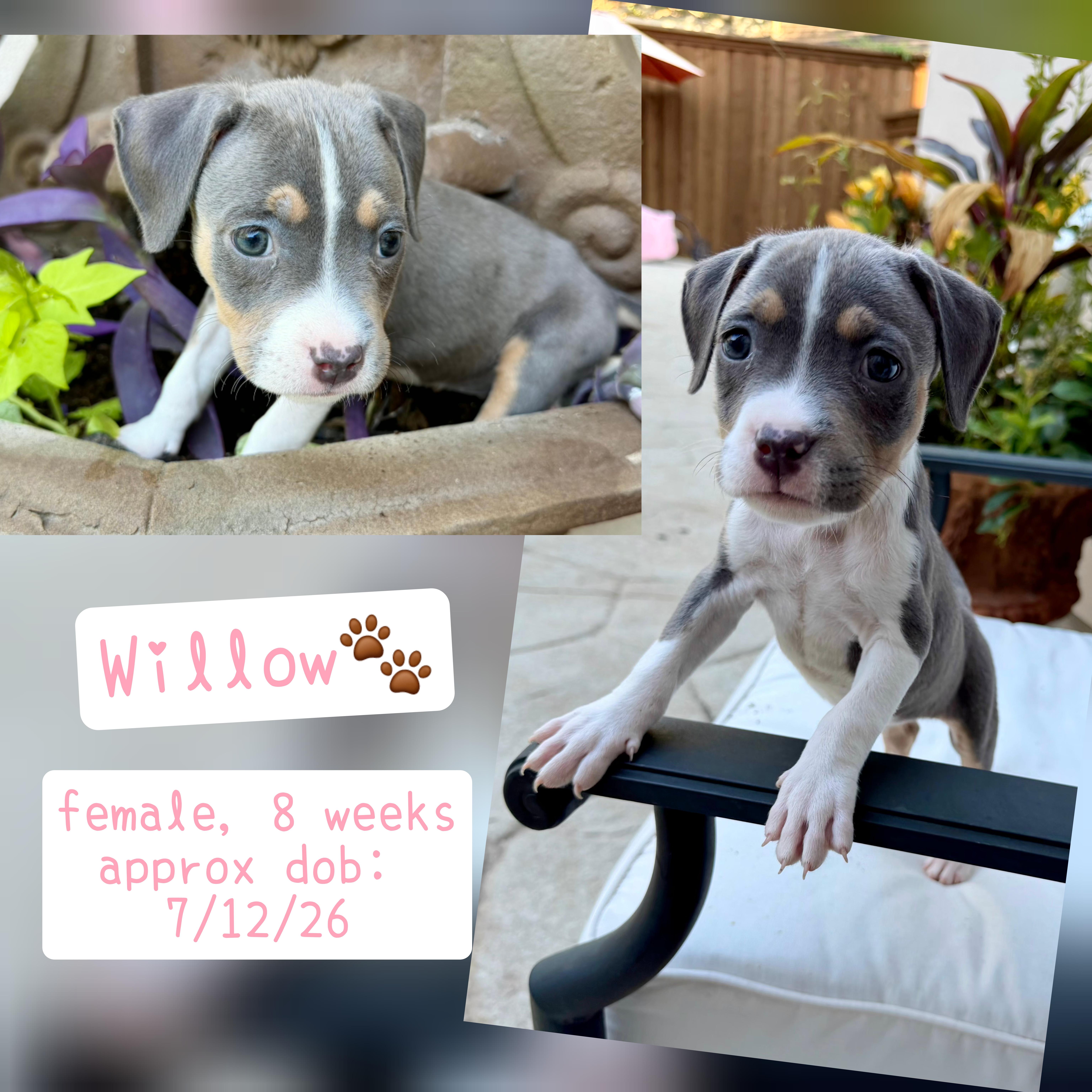 Willow thumbnail 2