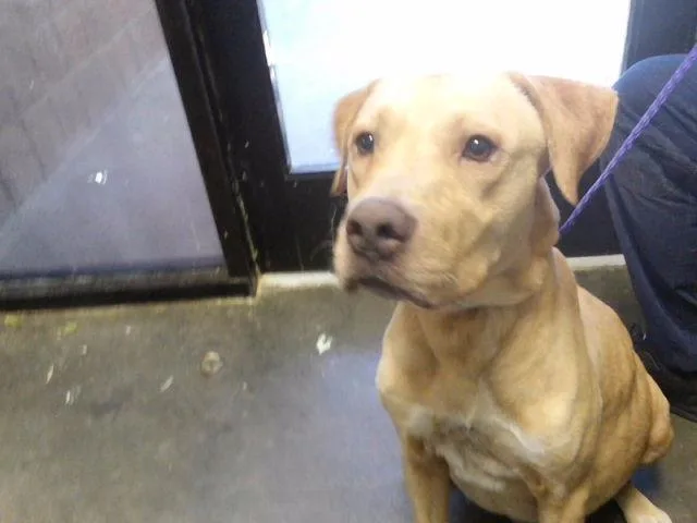An adult large-sized male Pit Bull Terrier dog named Troll for adoption in Tulsa, OK