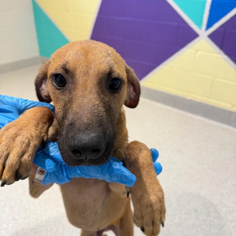A young medium-sized male Red / Chestnut / Orange Black Mouth Cur dog named G for adoption in Englewood, FL