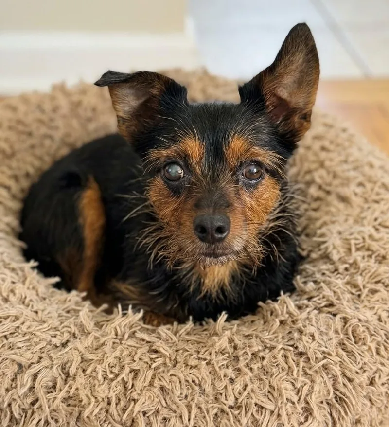 A senior small-sized female Brown / Chocolate Cairn Terrier dog named Ellie for adoption in Boca Raton, FL