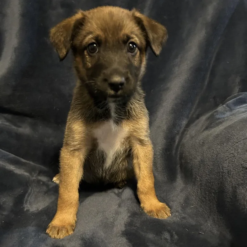 A young small-sized female Brown / Chocolate Belgian Shepherd / Malinois dog named Salem for adoption in Morganton, NC