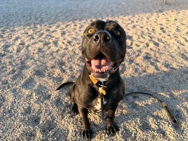 An adult large-sized male American Staffordshire Terrier dog named Dozer for adoption in Mesa, AZ