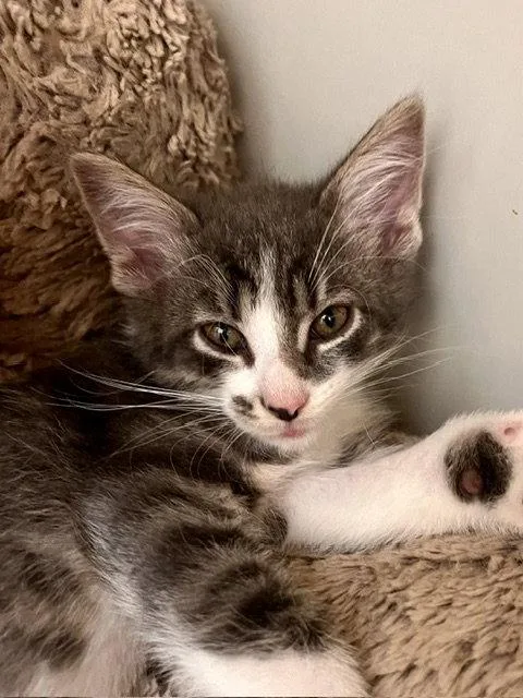 A baby small-sized male Domestic Short Hair cat named Winton for adoption in Webster, WI