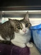 A young medium-sized female White Domestic Short Hair cat named Dorothy for adoption in Manitowoc, WI