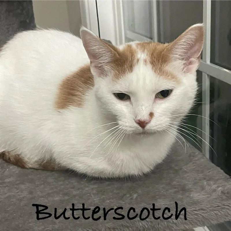 Butterscotch @pawz Pet Cafe