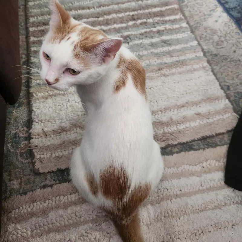 Butterscotch @pawz Pet Cafe thumbnail 2