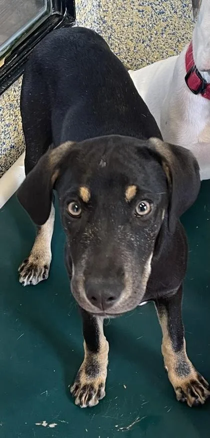 A baby large-sized female Black Mixed Breed dog named Alice for adoption in Stanwood, WA