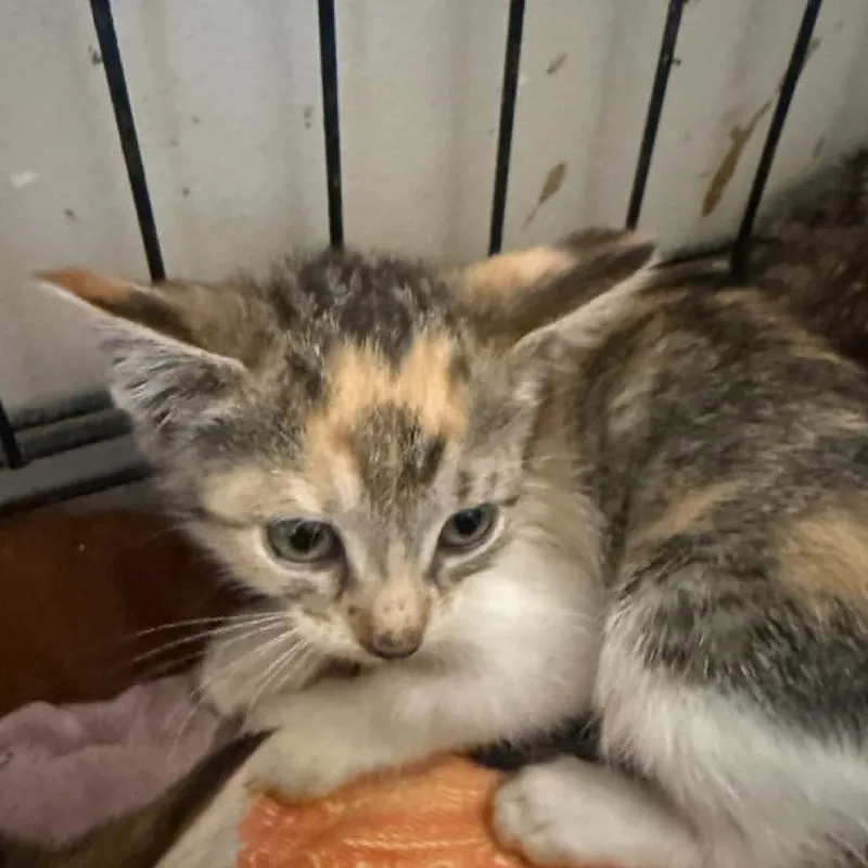 A baby small-sized female Torbie Domestic Short Hair cat named McDonalds for adoption in Stephenville, TX
