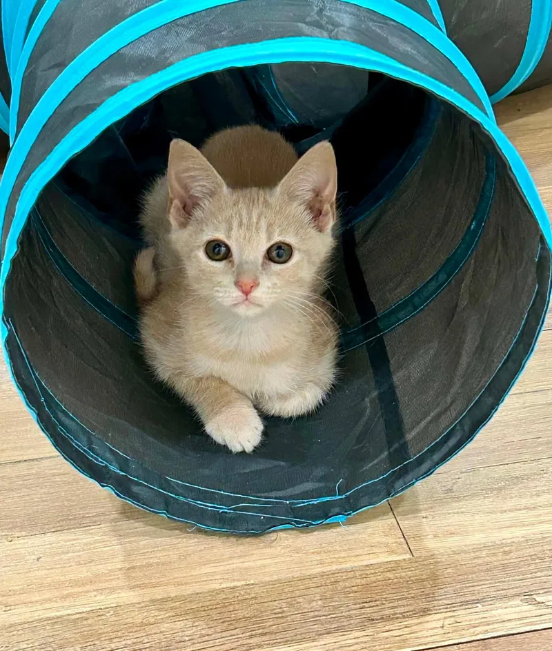 A baby small-sized female Cream Point Domestic Short Hair cat named Lantana for adoption in Shrewsbury, MA
