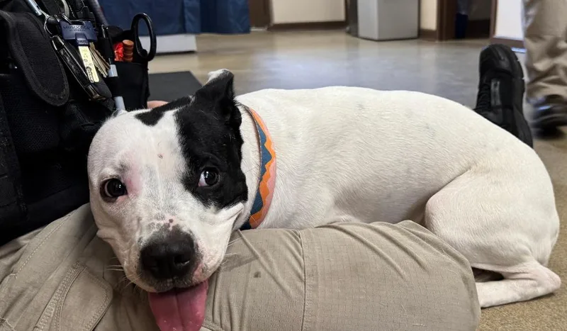 A young medium-sized female American Staffordshire Terrier dog named Sassy Frassy for adoption in Springfield, OH