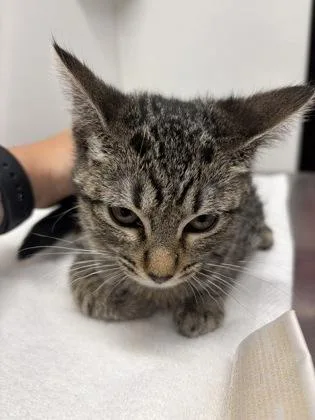 A baby medium-sized female Domestic Short Hair cat named Riley for adoption in West Chester, PA