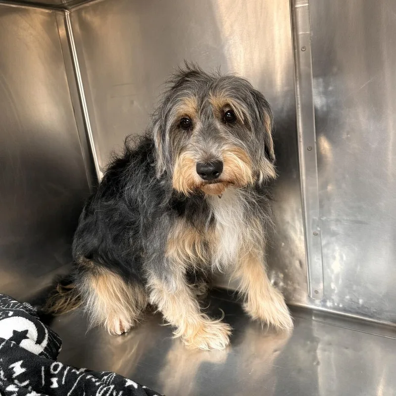 An adult small-sized female Mixed Breed dog named Patti for adoption in Long Island City, NY
